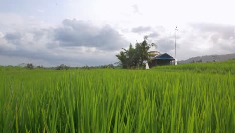 this handheld shot of a traditional rice paddy in bali, indonesia showcases the traditional agriculture in the afternoon light