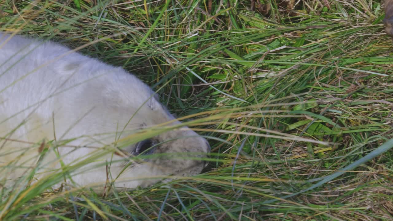 대서양 회색 해파리 번식 시즌:  ⁇  털을 가진 사랑스러운 신생아, 엄마들이 양육하고, 따뜻한 11 월  ⁇ 빛에  ⁇ 어