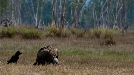 喜马拉雅高原 (himalayan gryphon vulture) 濒临灭绝,由于食物来源和<unk>息地丧失,