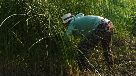 woman gathering materials for crafting traditional mattresses, showcasing the importance of preserving cultural heritage and knowledge for future generations in quang nam province, vietnam