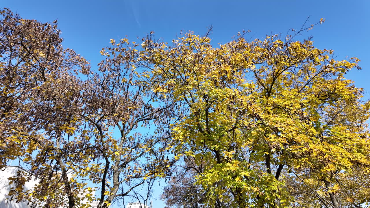 Autumn Trees with Yellow and Brown Leaves