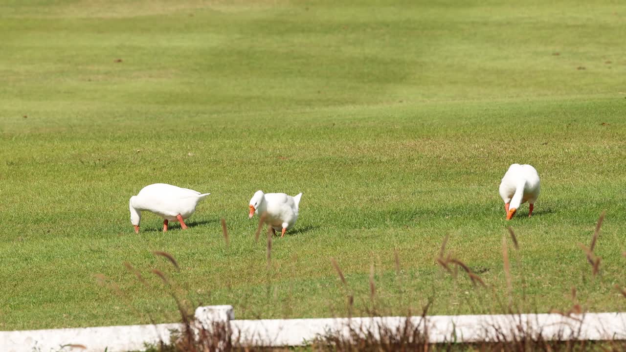 색 이비스는 초록색 을 가로질러 먹이를 찾고 있습니다.