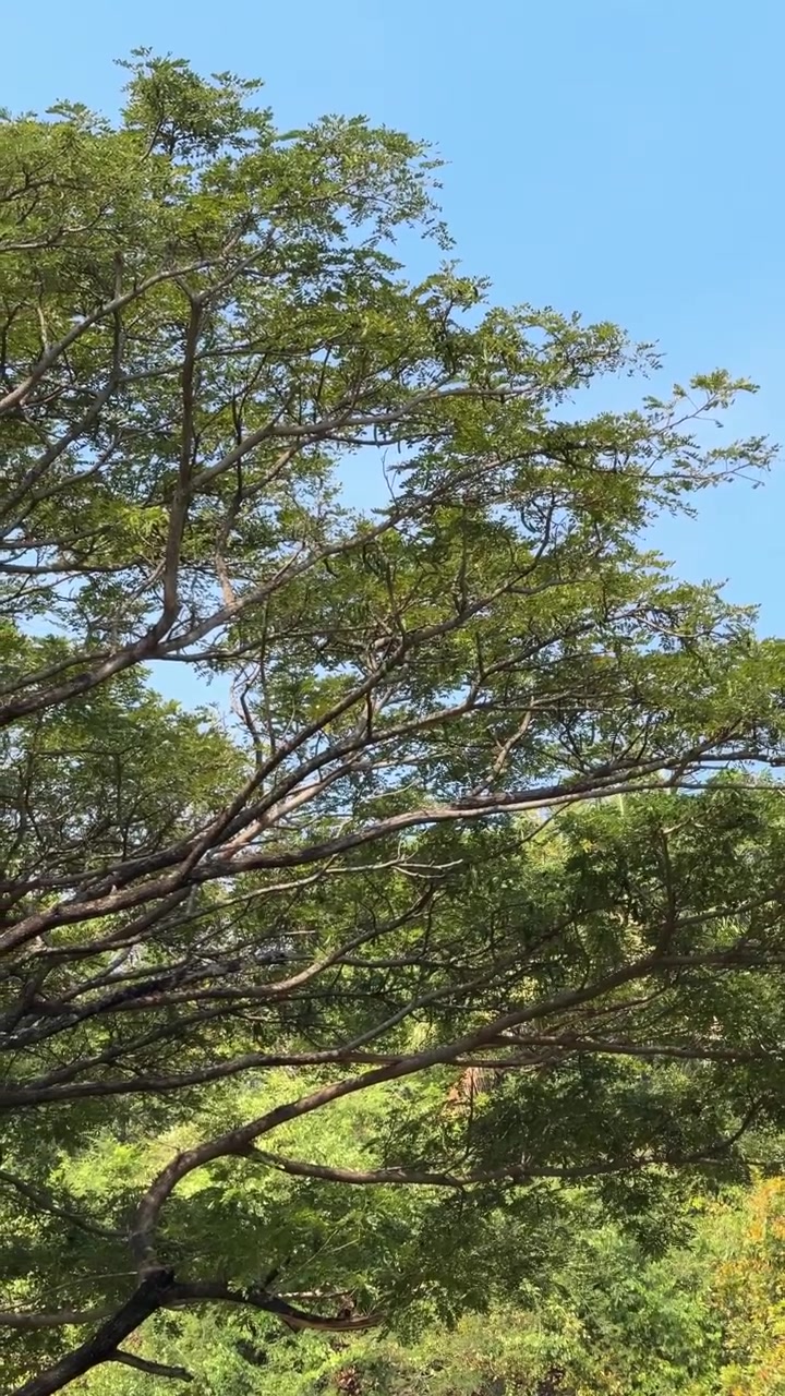 Kanopi Pohon Hijau Rimbun dengan Latar Belakang Langit Biru Cerah.