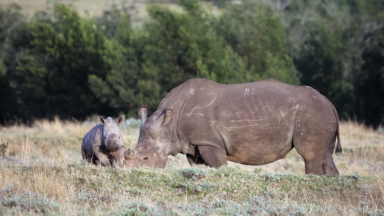 Baby white rhino walks toward camera as mom grazes savanna grass