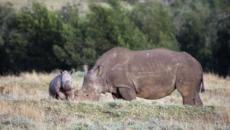 baby white rhino walks toward camera as mom grazes savanna grass