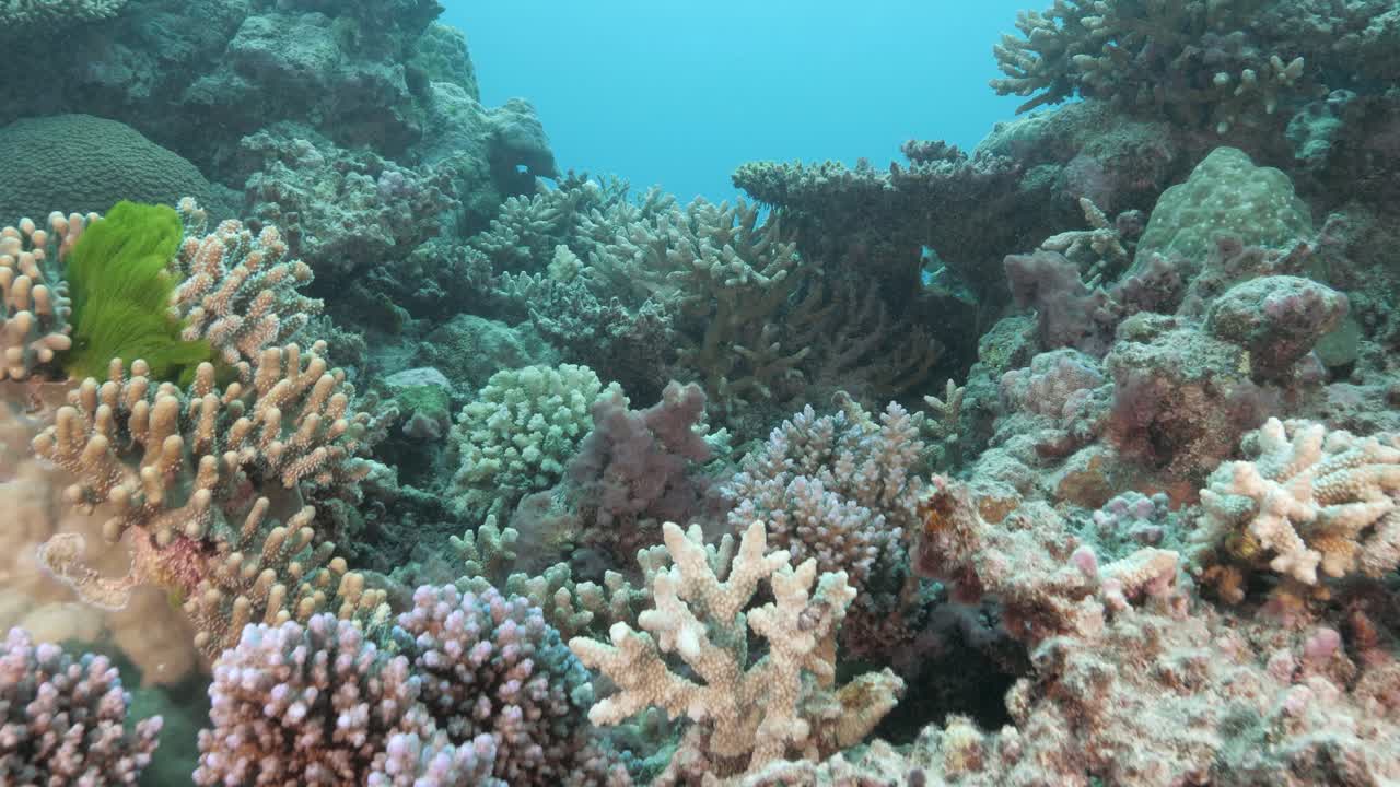 Video subacqueo di una barriera corallina tropicale con coralli colorati e molli