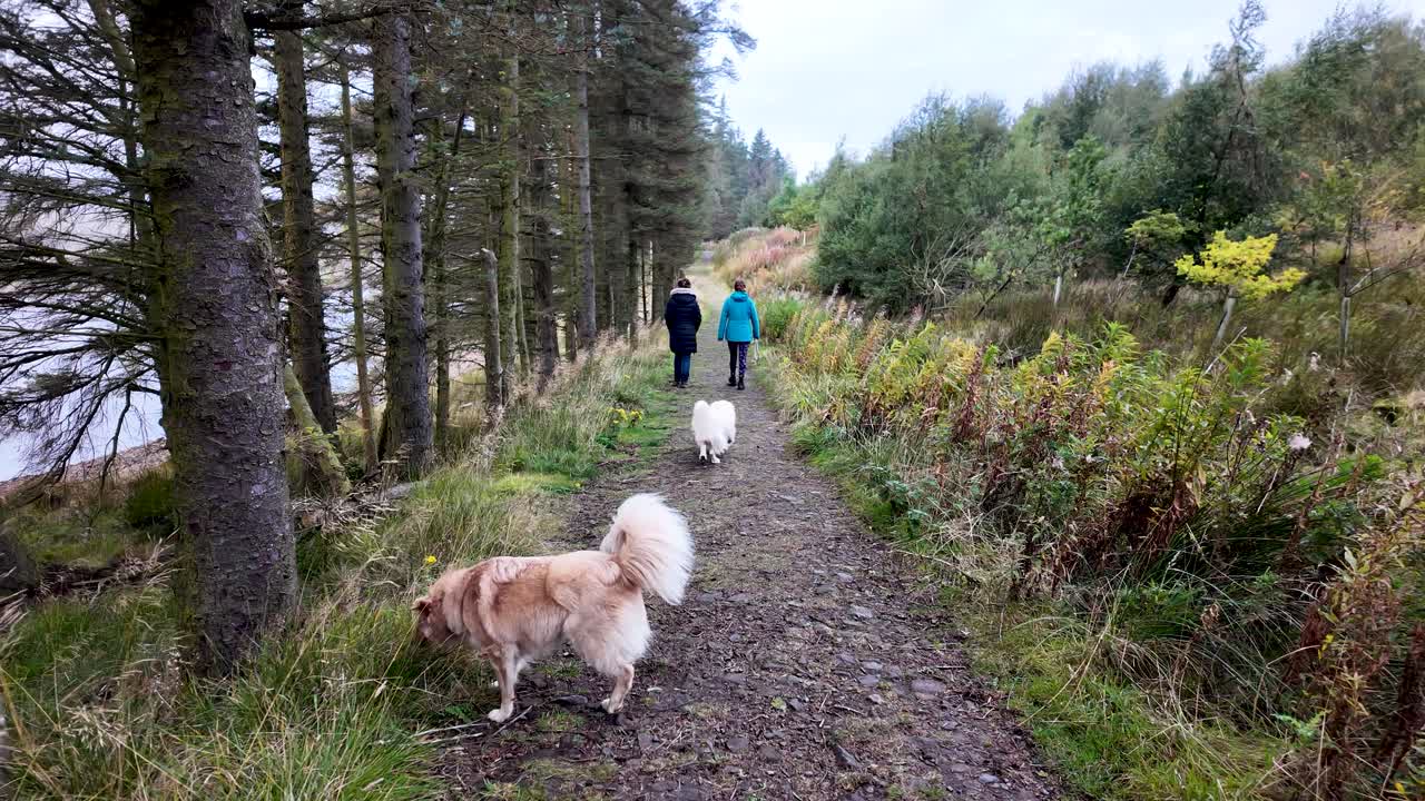 Friends walking dog on outdoor forest path among trees and grass