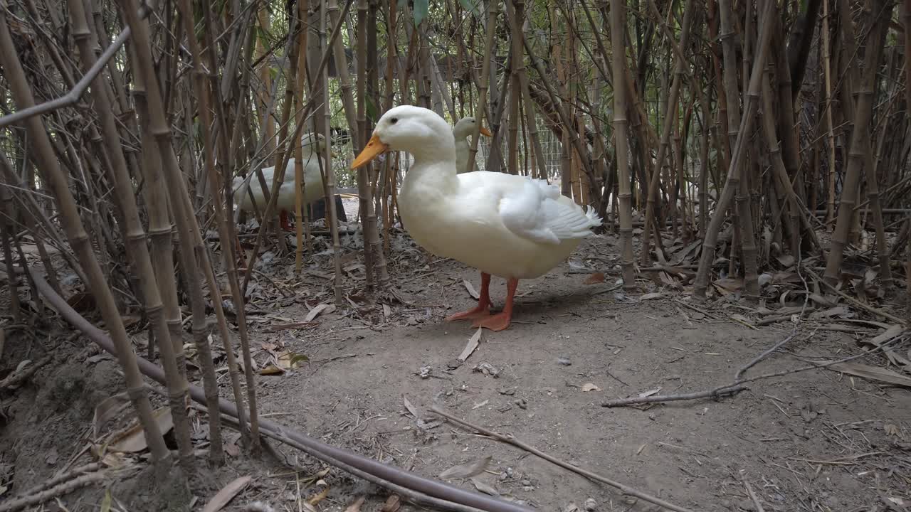 White ducks wandering through dense bamboo thicket, showcasing peaceful movement within lush natural woodland environment, highlighting serene wildlife interaction among verdant greenery