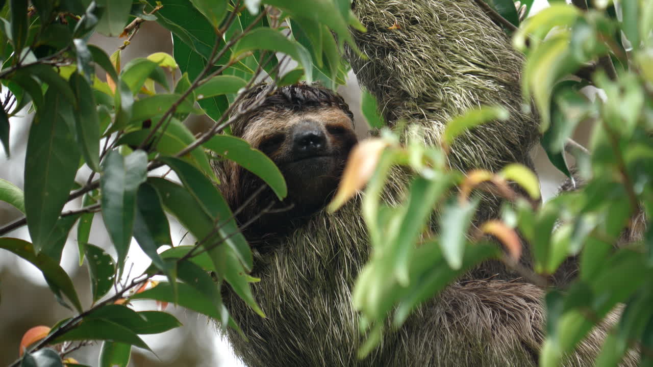 el movimiento sereno del perezoso en la naturaleza.