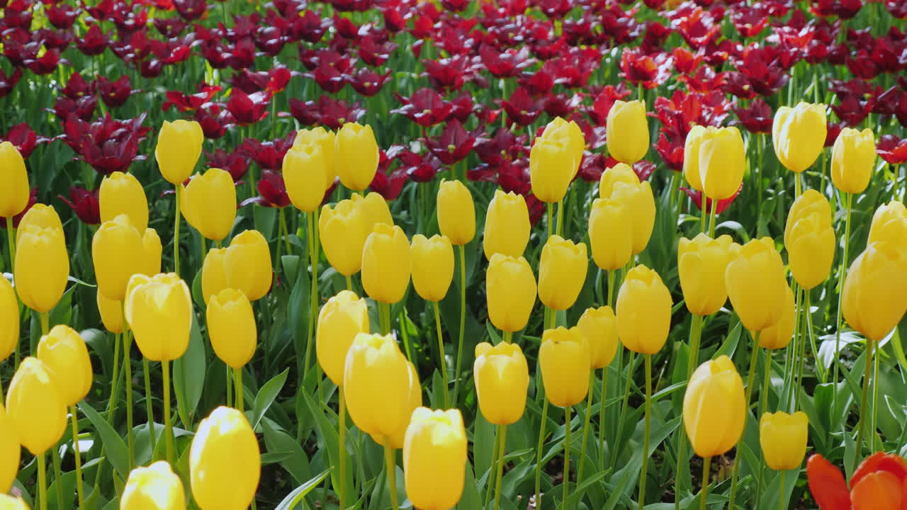 желтые и красные тюльпаны в весеннем парке