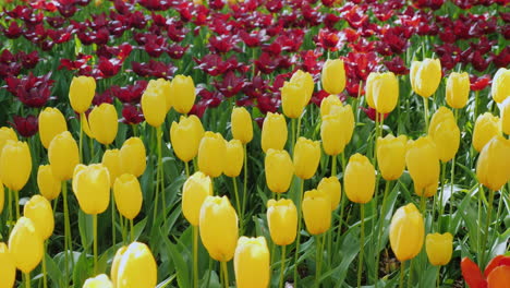 Tulipanes-Amarillos-Y-Rojos-En-Un-Parque-De-Primavera