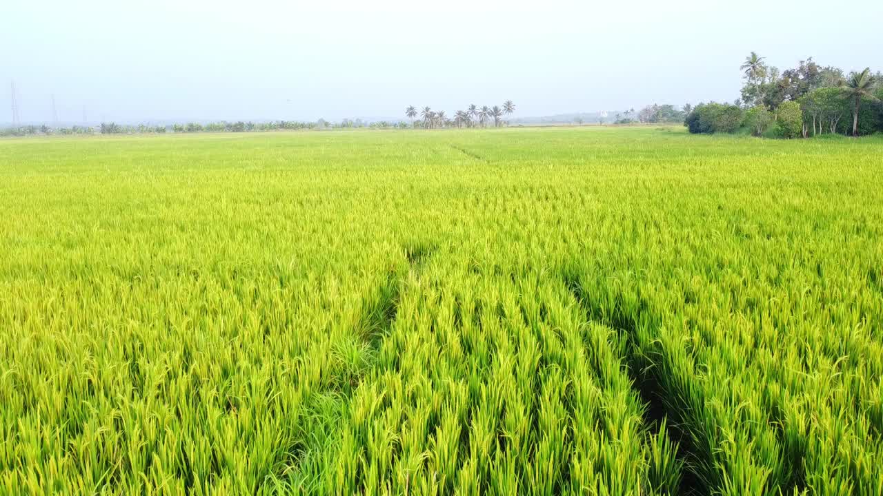 Una serena ripresa aerea grandangolare che cattura una vivace risaia verde che ondeggia delicatamente sotto un cielo terso, mettendo in mostra una lussureggiante bellezza agricola e la tranquillità rurale.