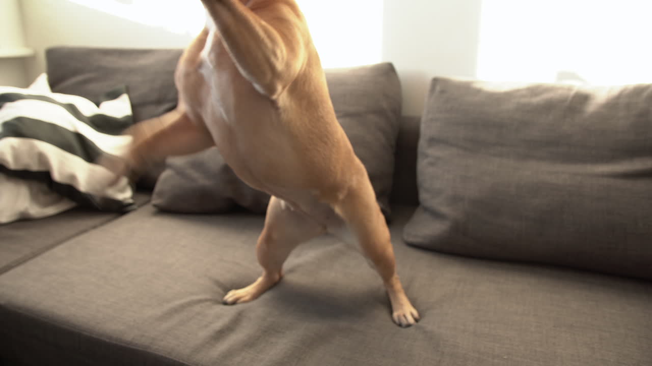 개 사료로 소파에서 프랑스 불독에게 먹이를 주는 애완동물 주인