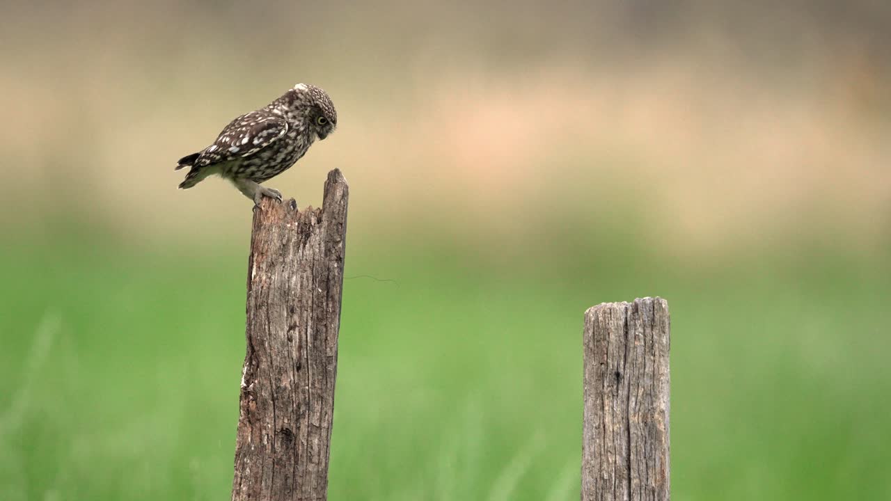 Little owl Athene noctua lands unsteadily on wooden pole perch, shallow focus