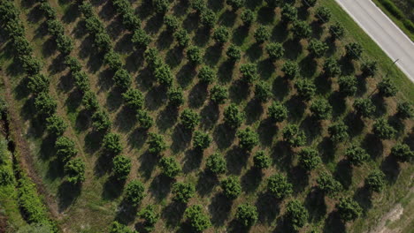 Avellanos-Agricultura-Cultivo-Campo