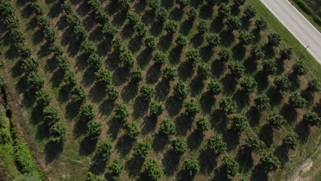 avellanos agricultura cultivo campo