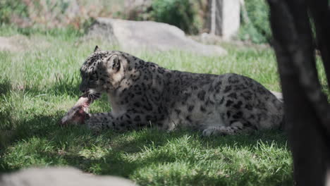 jaguar lying on the grass under the shade of a tree enjoying chewing bone at granby zoo, quebec, canada