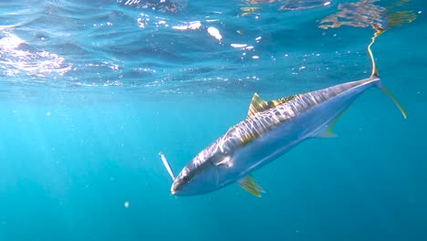 yellowtail fish caught on spoon lure swims majestic through water