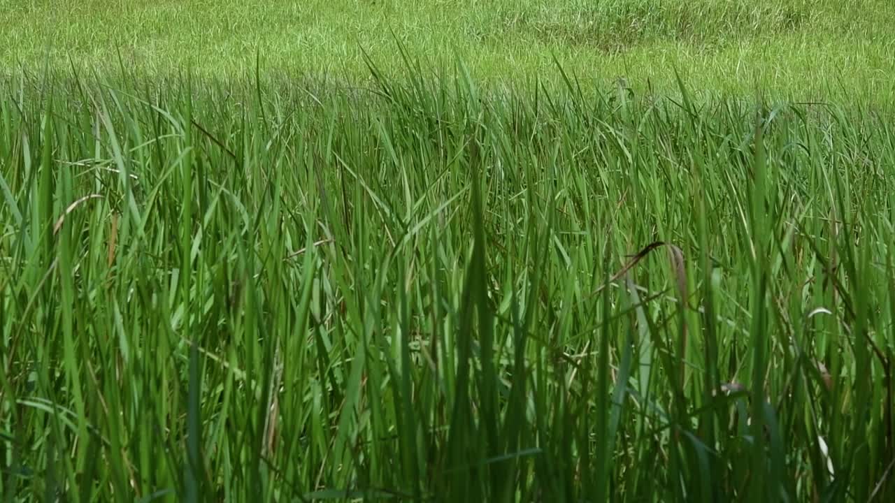 열대 및 아열대 아시아가 원산지이며 여러 국가에 도입된 다년생 풀