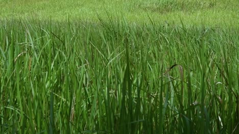 a perennial grass native to tropical and subtropical asia and also introduced to several countries