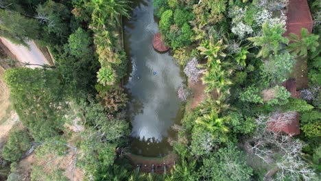 Vista-Aérea-De-Arriba-Hacia-Abajo-De-Un-Pequeño-Estanque-En-Un-Pueblo-Rodeado-De-árboles