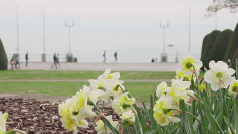 Narzisse-An-Der-Seepromenade-Im-Frühling