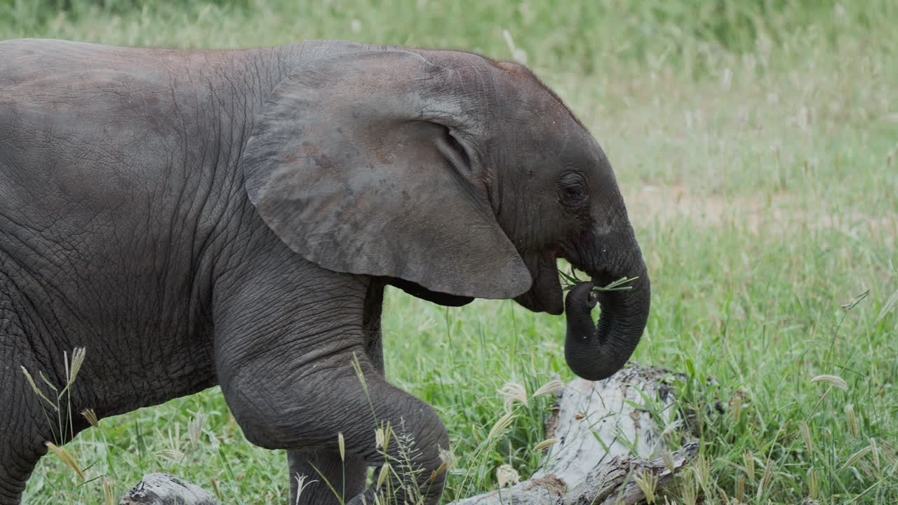 bebé elefante comiendo hierba