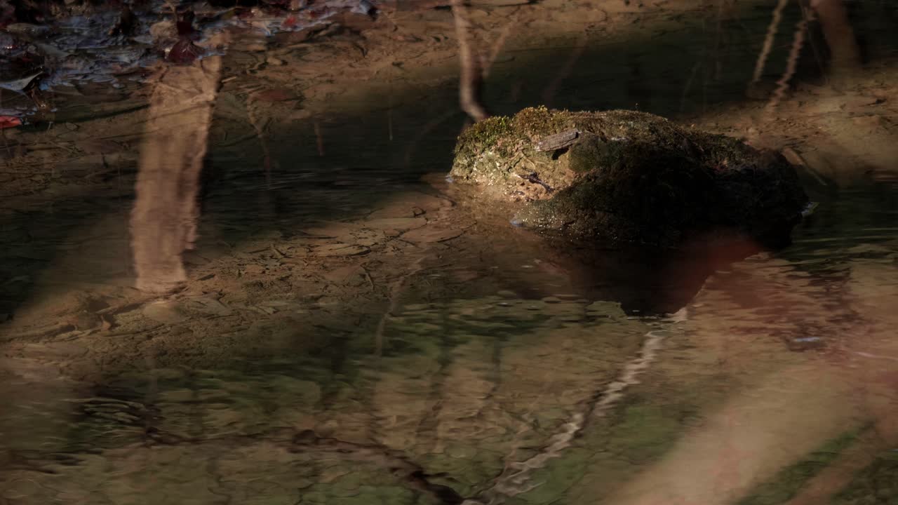 arroyo en un bosque en suiza