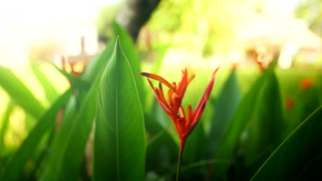 Macro-closeup-to-orange-tubular-flower-in-middle-of-rice-field-in-shade