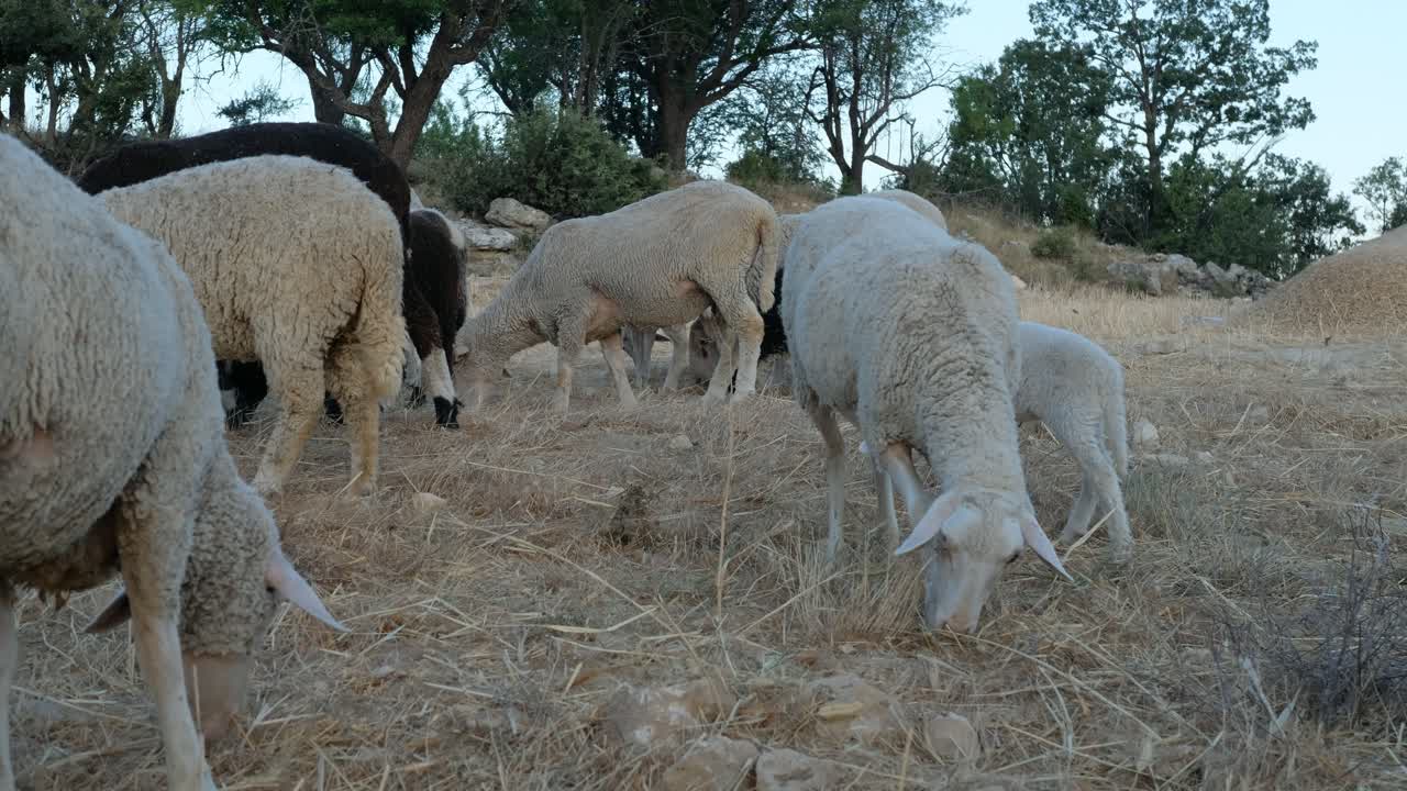campo de pastoreo de ovejas