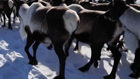 reindeer herding in the arctic