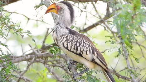el cuerno de pico rojo se alza en un árbol