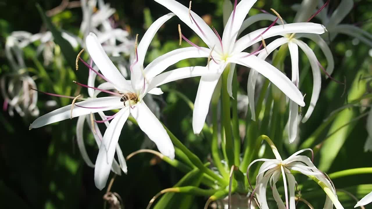 Bees are pollinating the flowers.