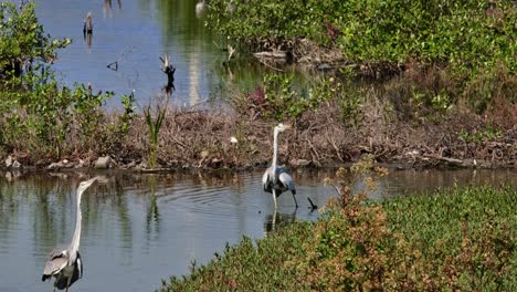 Zwei-Individuen-Sehen-Zusammen-Im-Wasser-Waten,-Während-Sie-Sich-Nach-Rechts-Bewegen,-Graureiher-Ardea-Cinerea,-Thailand