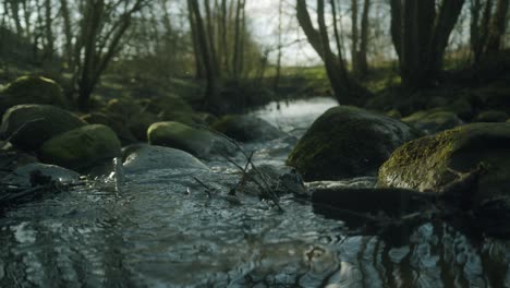 serene stream flowing through a mossy forest