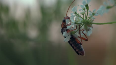 Beetle on a flower