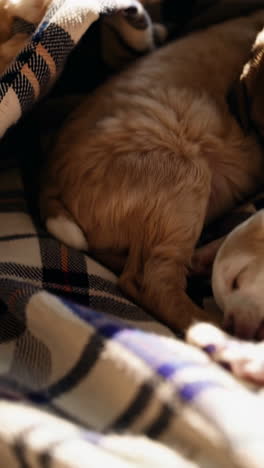 adorable puppies sleeping under a blanket