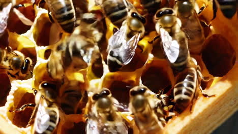 busy honeybees on a golden honeycomb
