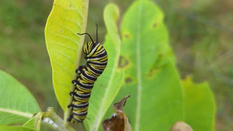 la oruga monarca se alimenta de hojas verdes en su hábitat natural, disparada a mano