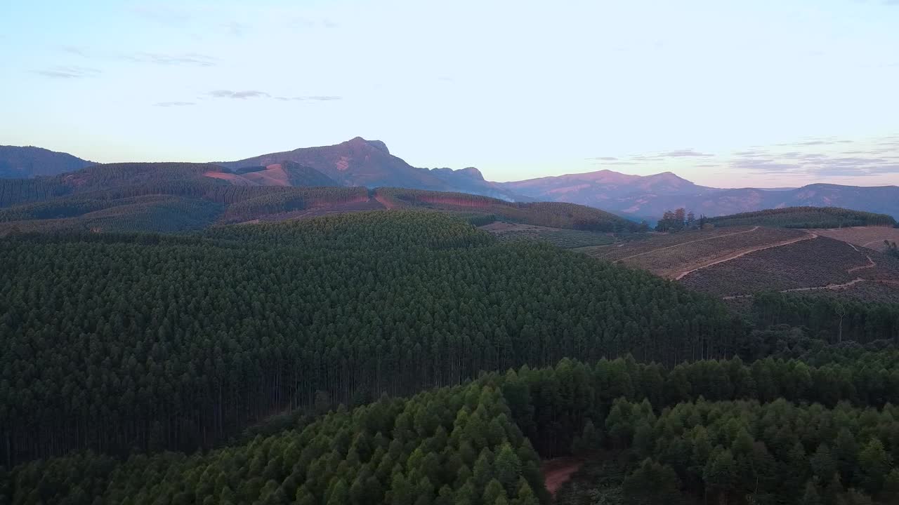 Sideways aerial view of a lush forest plantation, showcasing dense trees and greenery. Ideal for nature, environmental, and forestry projects