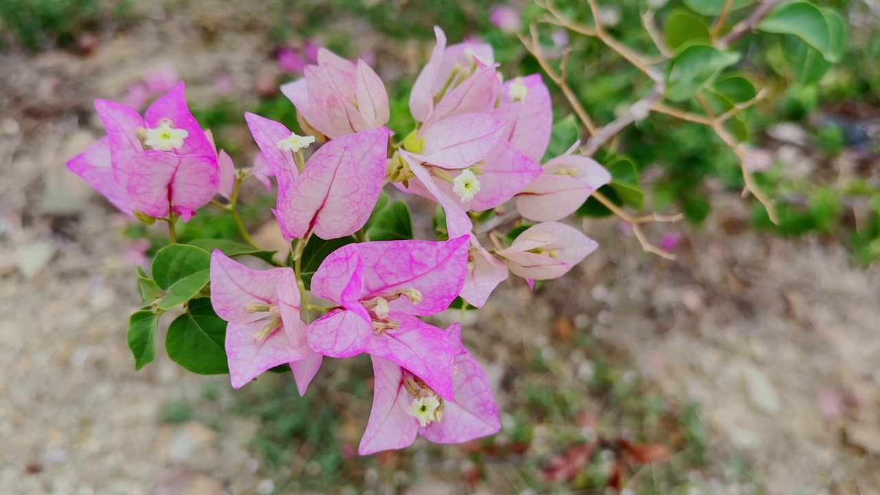 Fiori di bougainvillea rosa e pallidi misti ondeggiano dolcemente nella brezza, con foglie verdi e uno sfondo di giardino leggermente sfocato