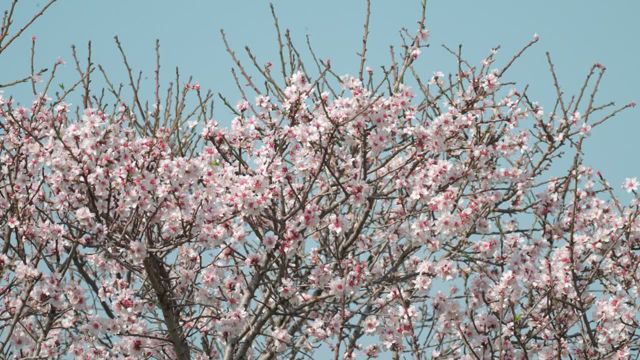 An almond tree in full spring bloom, its delicate pink and white flowers attracting bees, collecting nectar and pollinating the tree.