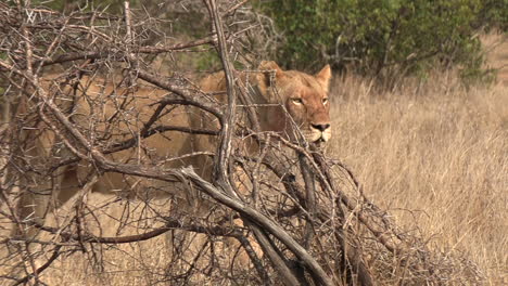 a lioness walks through the bushes of the african savannah of a game reserve