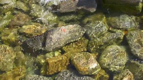 close view of several smooth stones and various river rocks in a small, slowly flowing stream of fresh, clear water