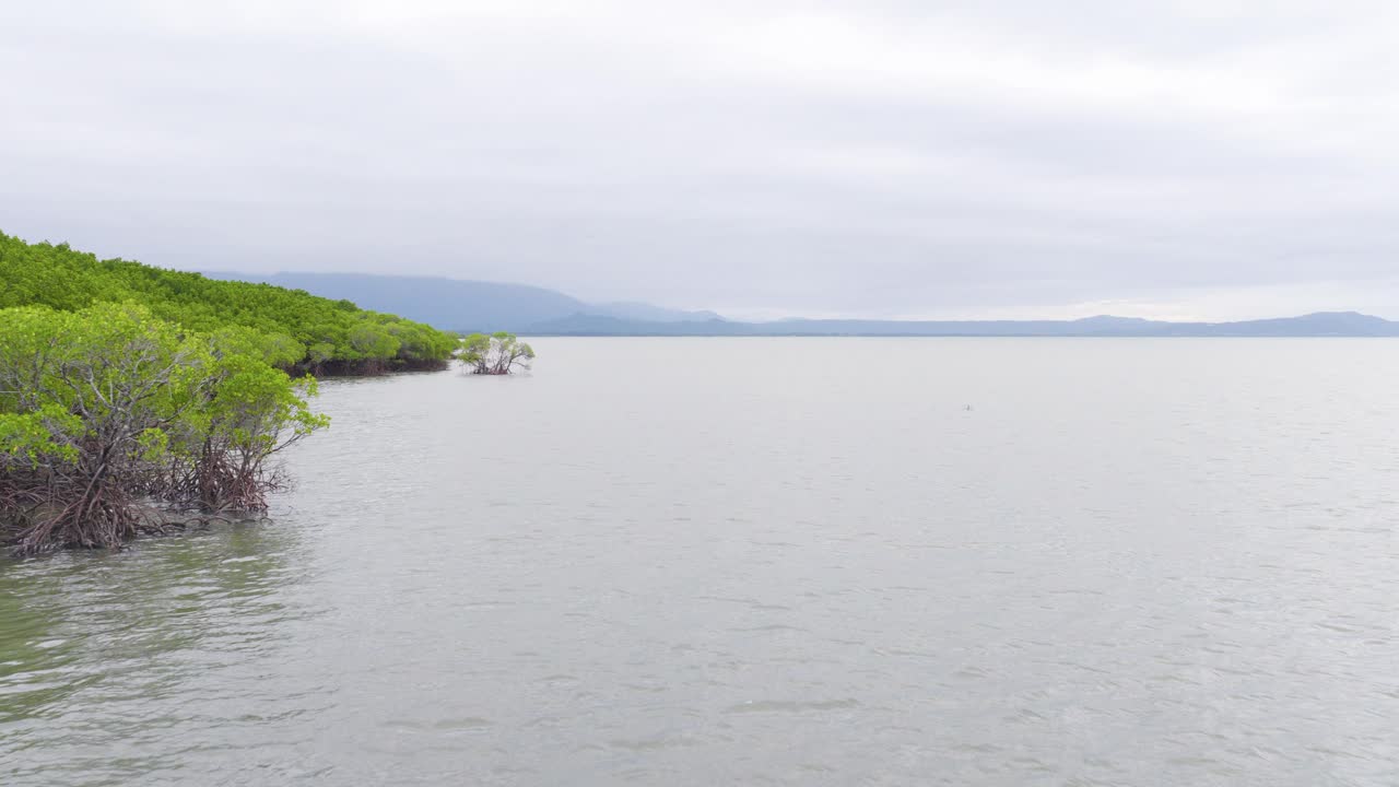A tranquil view of mangroves along a calm coastline under overcast skies in Port Douglas, Australia