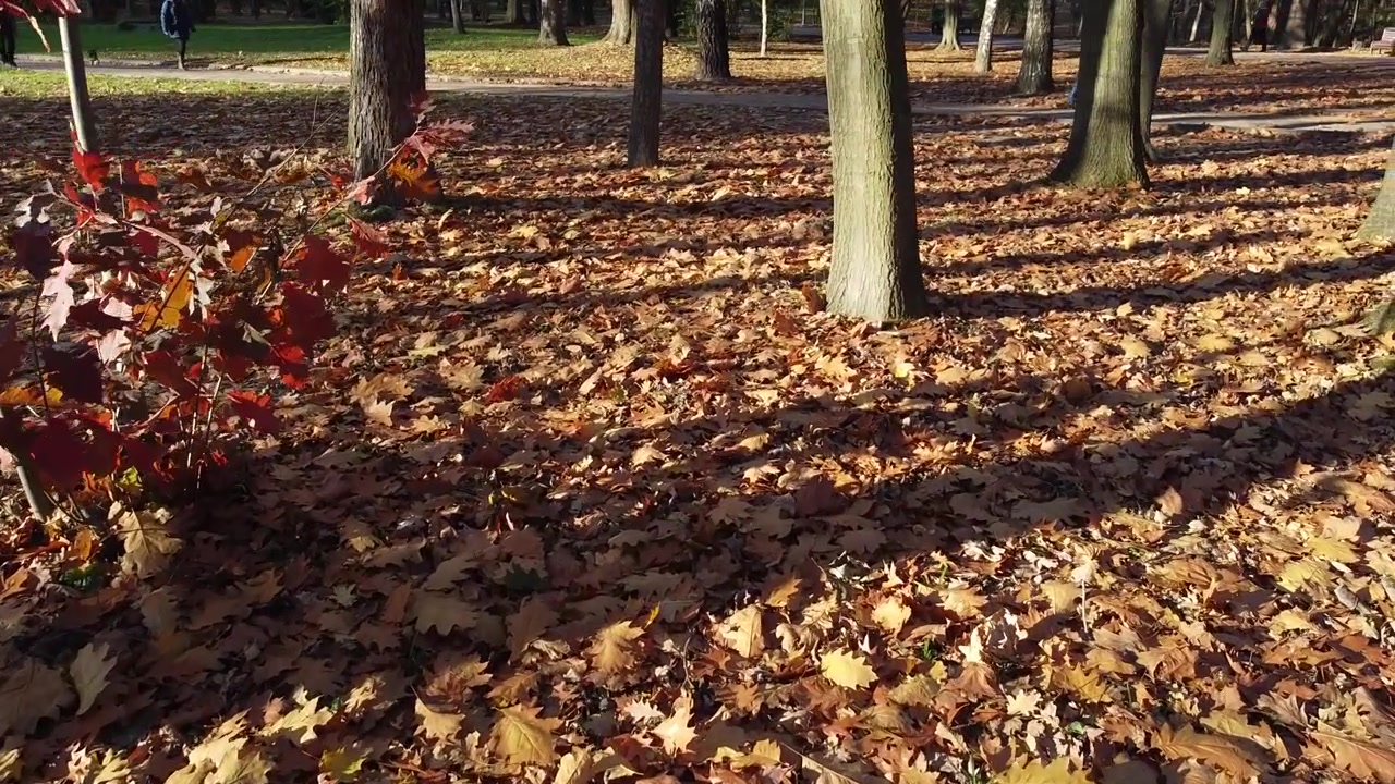 Foglie autunnali cadute nel parco