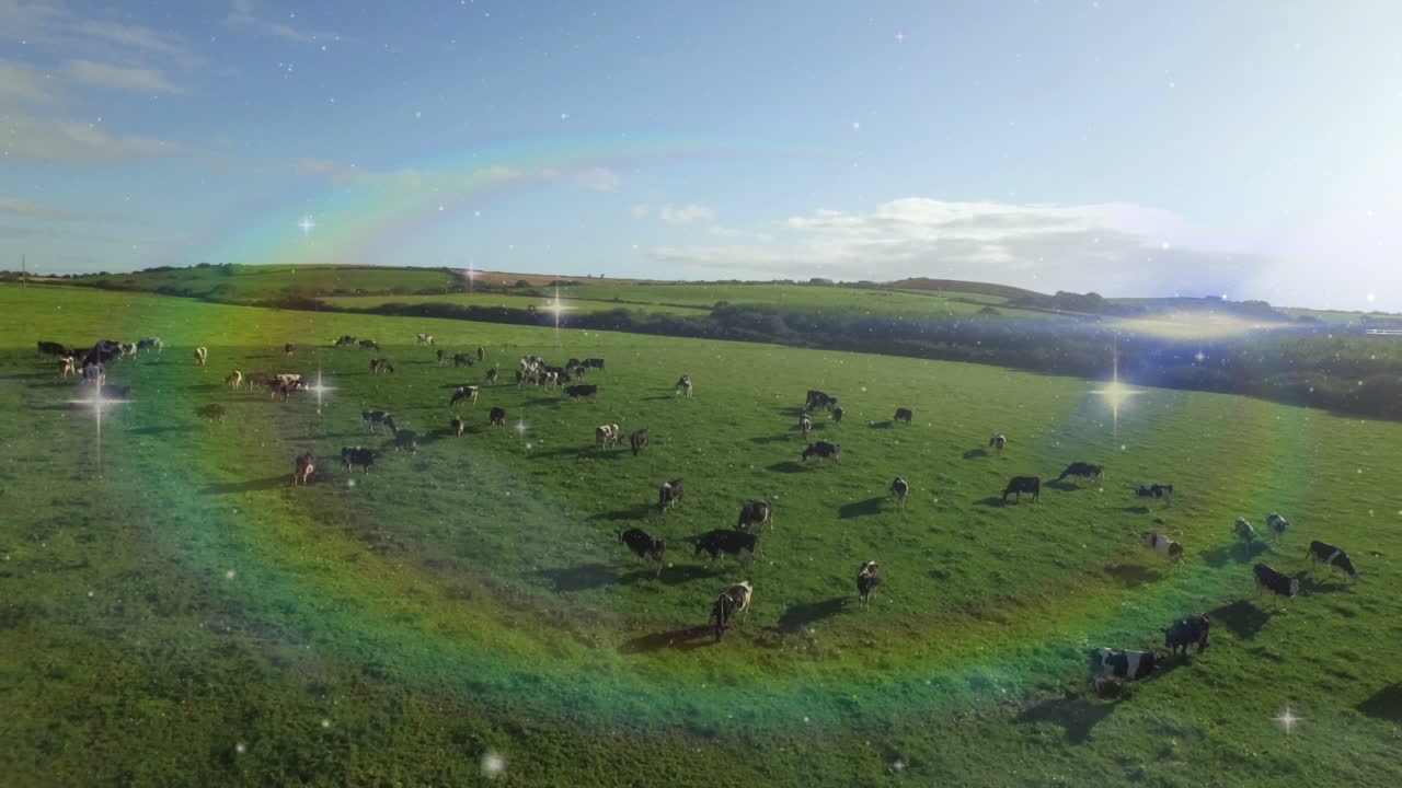 소와 함께 초원의 전망 위에 무지개 안개의 비디오