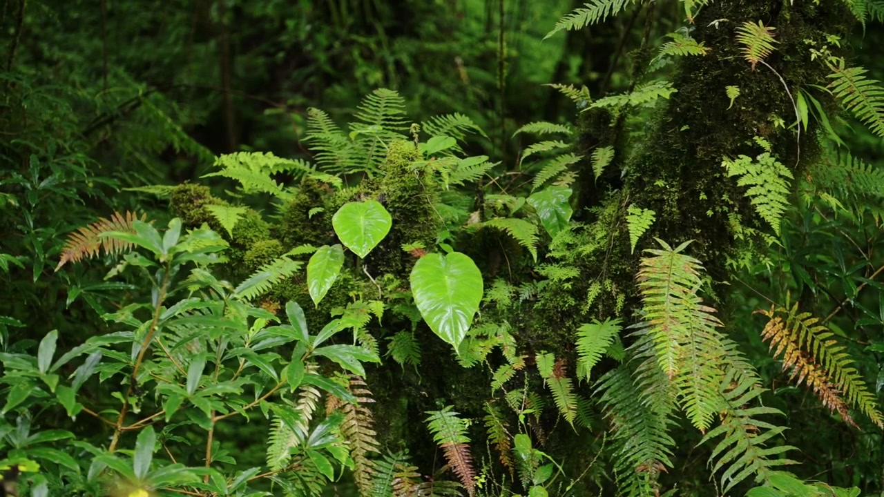 Primer plano de helechos tropicales en la exuberante selva tropical, plantas verdes en la selva, toma detallada de hojas de helechos verdes en las estribaciones del Himalaya en Nepal