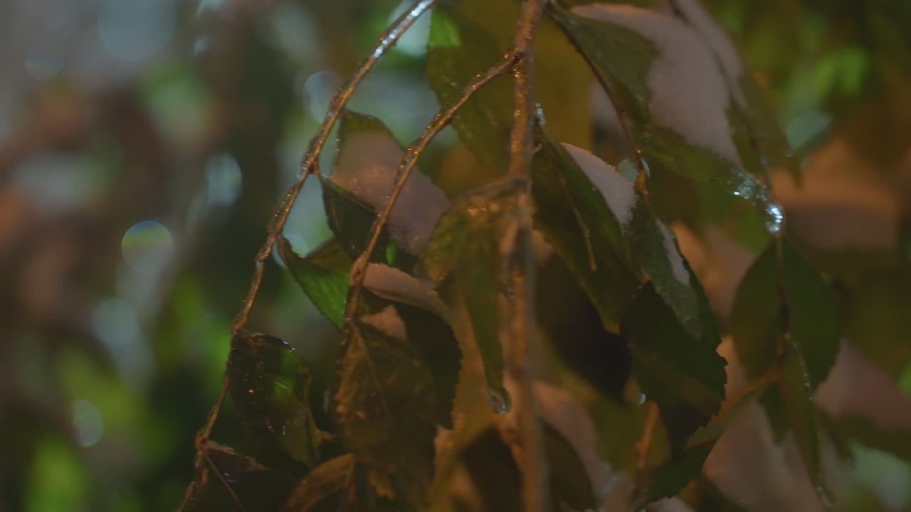 primer plano de hojas verdes heladas que brillan con la luz, balanceándose suavemente, capturando una escena mágica de invierno iluminada por una luz suave y difusa