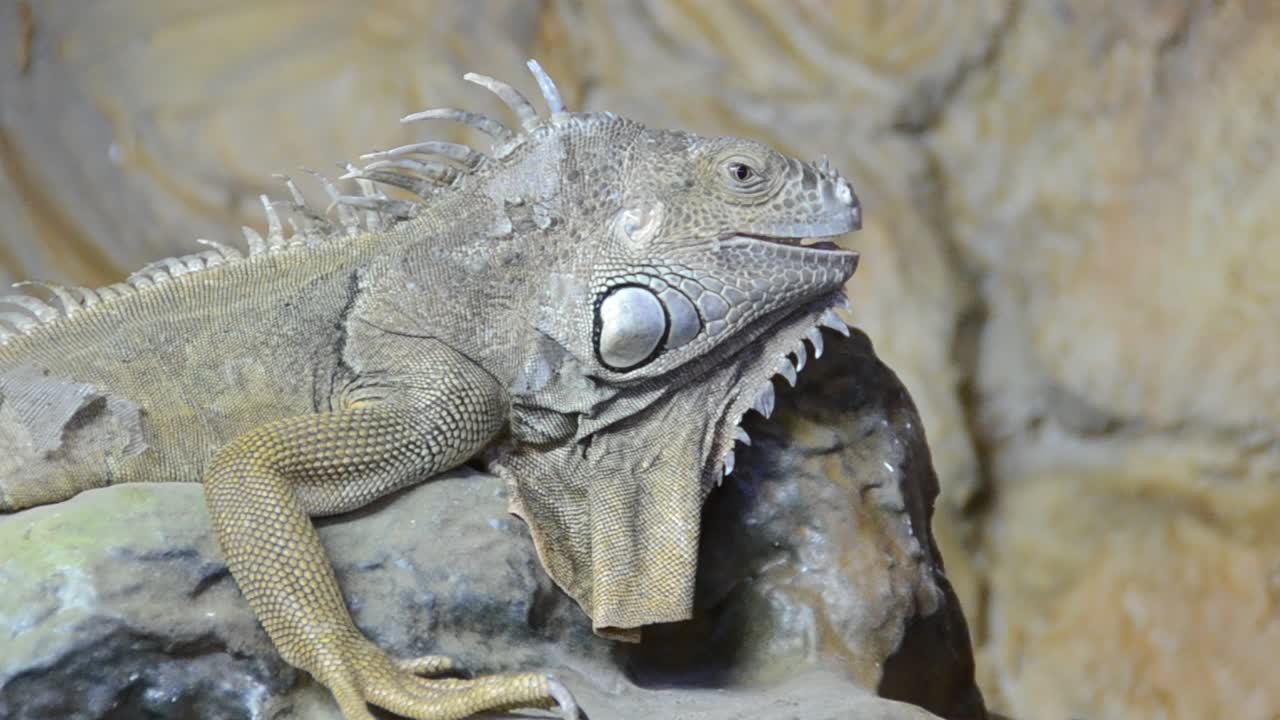 Iguana